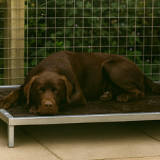 Anti Chew Raised Dog Bed |